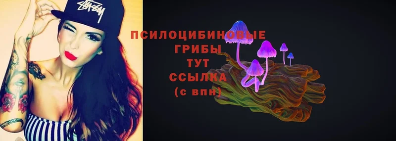 Галлюциногенные грибы Psilocybe  Черняховск 